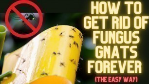 'How to Get Rid Of Fungus Gnats, Fruit Flies (Small Black Flies) From Houseplants Forever! 