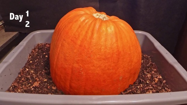 'Pumpkin vs Red Wigglers 62-day time-lapse - FAST PLAYBACK - worm vermicomposting'