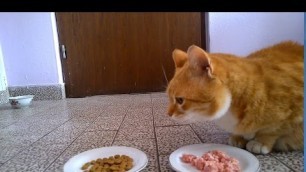 'Cat Food Test'