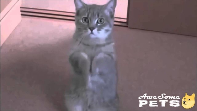 'Cat Praying For Food!! Hilarious Pet Video! Cats Are Awesome!!'