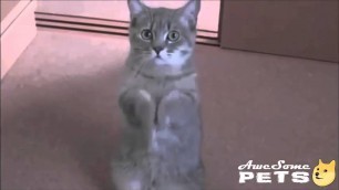 'Cat Praying For Food!! Hilarious Pet Video! Cats Are Awesome!!'