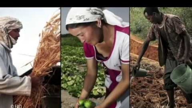 'FAO Policy Series: Sustainable Food and Agriculture FAO、持続可能な食料と農業（日本語）'