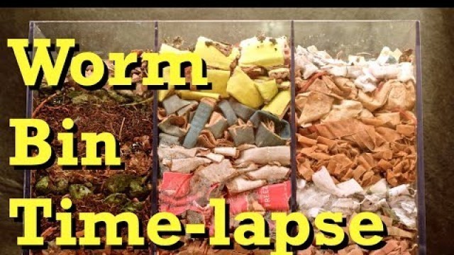 '3-chamber Carbon-only WORM BIN 100-Day TIME-LAPSE - FAST - vermicomposting'