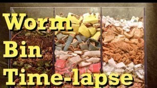 '3-chamber Carbon-only WORM BIN 100-Day TIME-LAPSE - FAST - vermicomposting'