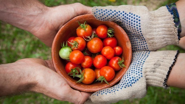 'Transforming Food Systems'