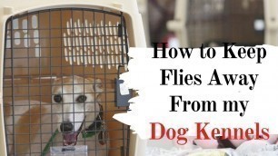 'How to Keep Flies Away From my Dog Kennels - The Guardians Choice'