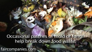 'Worm bin month 2: mold and flies'