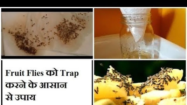 'How to get rid of Fruit Flies at Home & Kitchen effectively / Homemade Fruit flies Trap in Hindi'