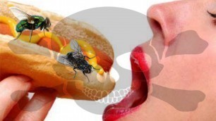 'This Is Why You Shouldn\'t Eat Food Flies Have Landed On - Disgusting Science Facts'