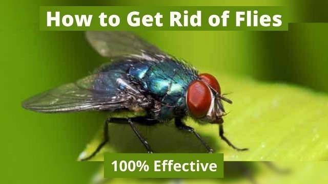 'How to Get Rid of Flies - 100% Effective - What to Spray, Where to Spray, How Often to Spray'