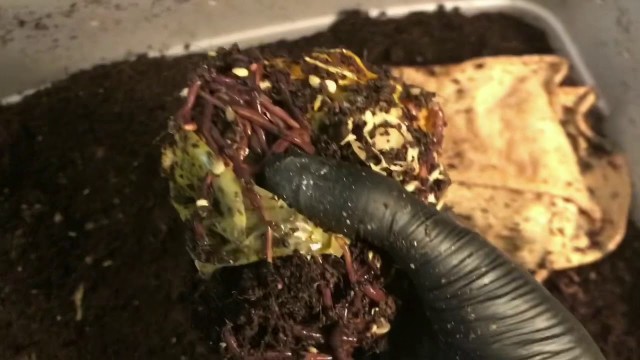 'Experimental Worm Bins: Blended vs. Whole and Freezing Food'