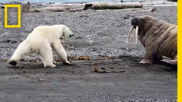 'Mother Polar Bear, Desperate for Food, Tests Walrus | National Geographic'