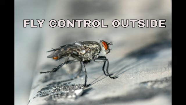 'How to get rid of flies in backyard / fly control outside'