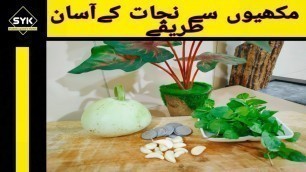 'How to Get Rid Of Flies in the House / How To Kill Flies In the House in Urdu Hindi'