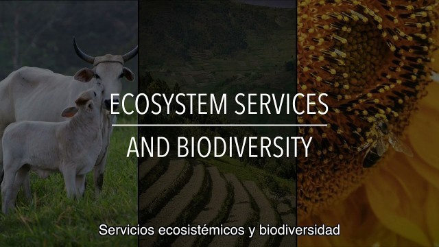 'FAO Serie sobre políticas: Servicios ecosistémicos y biodiversidad (con subtítulos)'