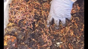 'Kitchen scraps in freezer MUST GO.... all active worm bins fed - vermicomposting'