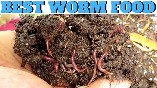 'What to Feed Worms: Vermicompost Made EASY'