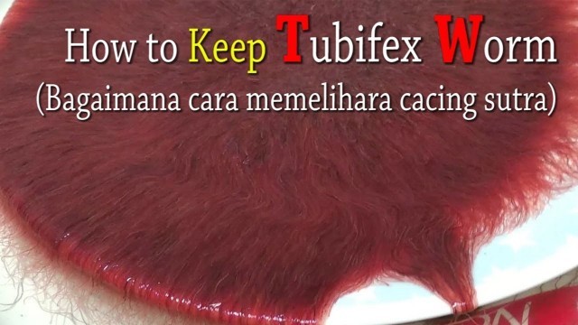 'How to Keep Tubifex Worm'