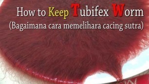 'How to Keep Tubifex Worm'