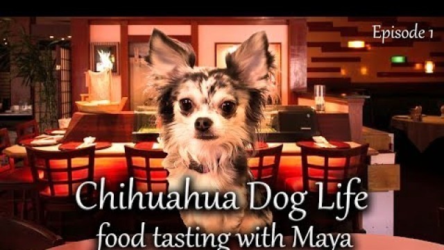 'Food Tasting with Maya the Chihuahua. What is favorite in 2021?'