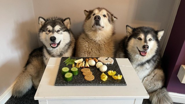 'Dogs Review Food | Malamute Taste Test!'