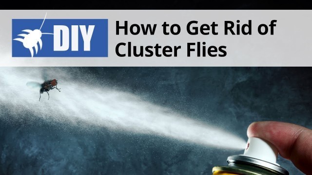 'How to Get Rid of Cluster Flies | DoMyOwn.com'