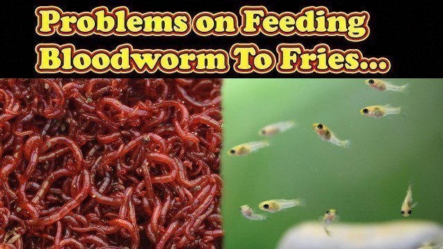 'Blood Worm நாம் உணவாக சின்ன மீனுக்கு கொடுக்கலாமா?. Blood Worms to Small fishes / Fish Aquarium Tamil'