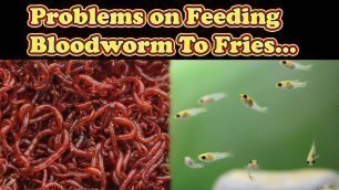 'Blood Worm நாம் உணவாக சின்ன மீனுக்கு கொடுக்கலாமா?. Blood Worms to Small fishes / Fish Aquarium Tamil'