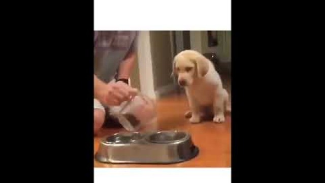 'wow cute dog praying before eating food 