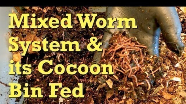 'Mixed worm bin & cocoon nursery get food after 9 days since last fed -  vermicomposting'