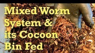 'Mixed worm bin & cocoon nursery get food after 9 days since last fed -  vermicomposting'