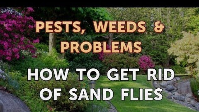 'How to Get Rid of Sand Flies'