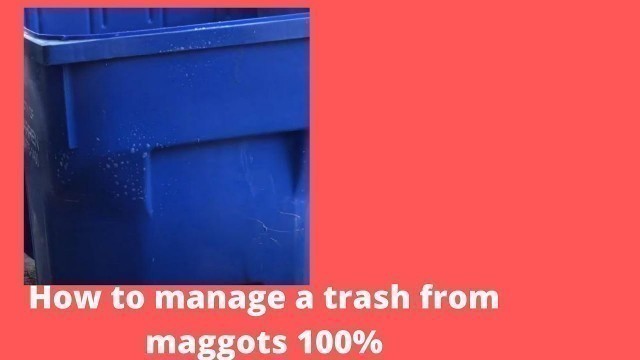 'How to get rid maggots & Flies infestation on a trash can inside outside fast quickly'