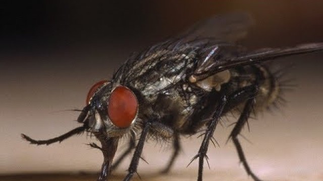 '7 Secret Tips To Get Rid of Flies While Eating Outdoors REVEALED!'