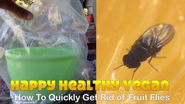 'How To Quickly Get Rid of Fruit Flies (No Kill)'