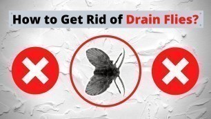 'How to Get Rid of Drain Flies | Simple Steps'