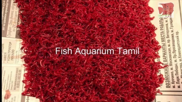 'Blood worm cultivation and breeding in tamil / Easy and simple bloodworm culture Fish Aquarium Tamil'