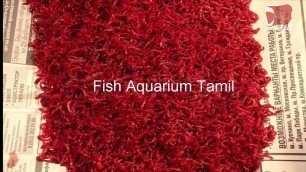 'Blood worm cultivation and breeding in tamil / Easy and simple bloodworm culture Fish Aquarium Tamil'